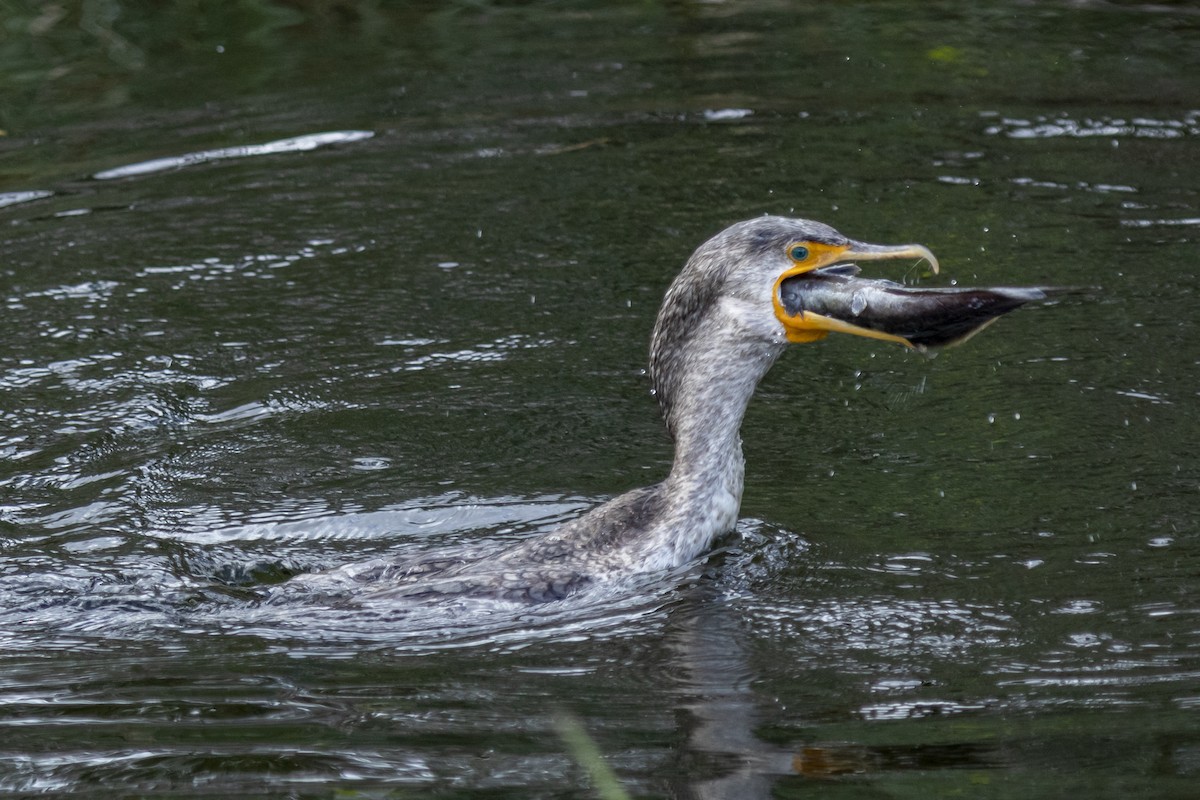 Cormoran à aigrettes - ML642944969