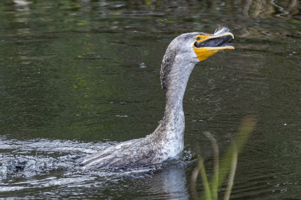 Cormoran à aigrettes - ML642944970