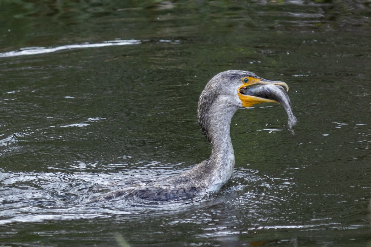 Cormoran à aigrettes - ML642944971
