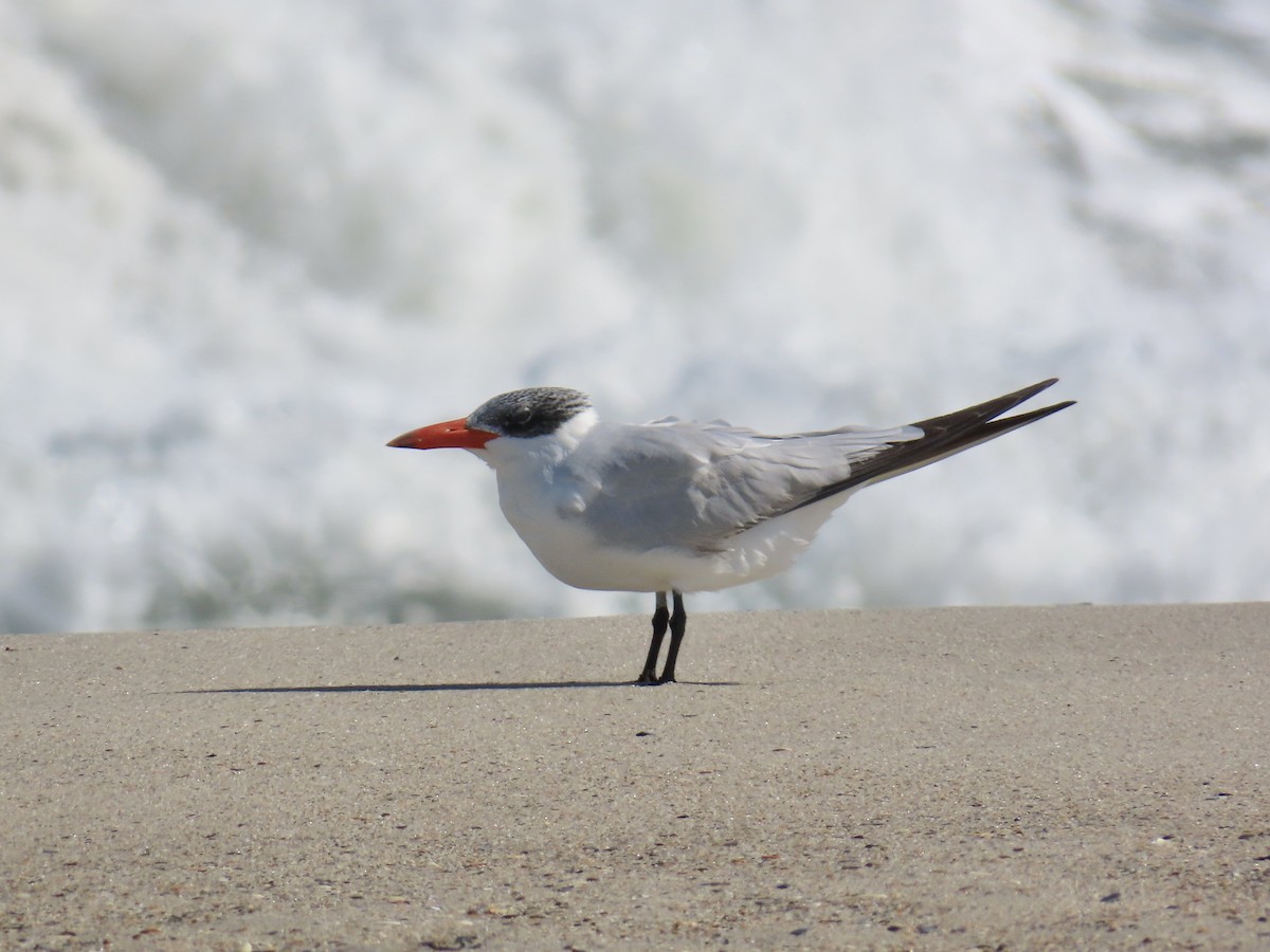 Caspian Tern - ML642944972