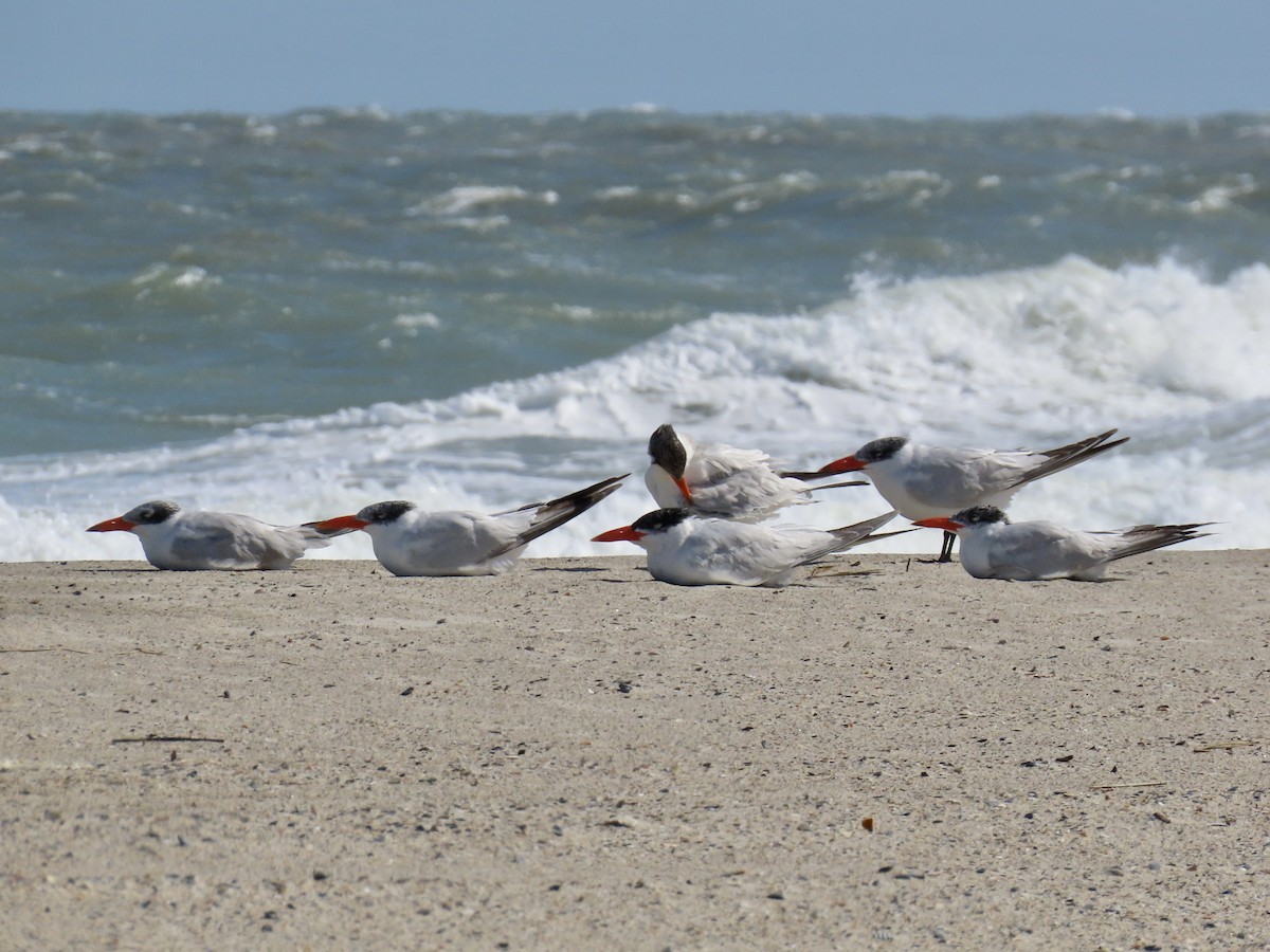 Caspian Tern - ML642944974