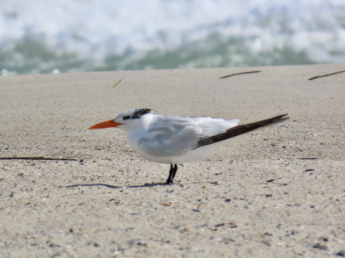 Royal Tern - ML642944988