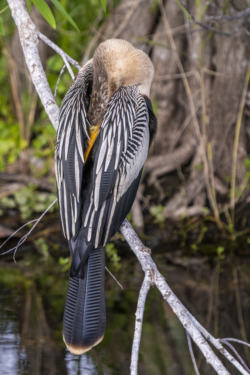 Anhinga d'Amérique - ML642945024
