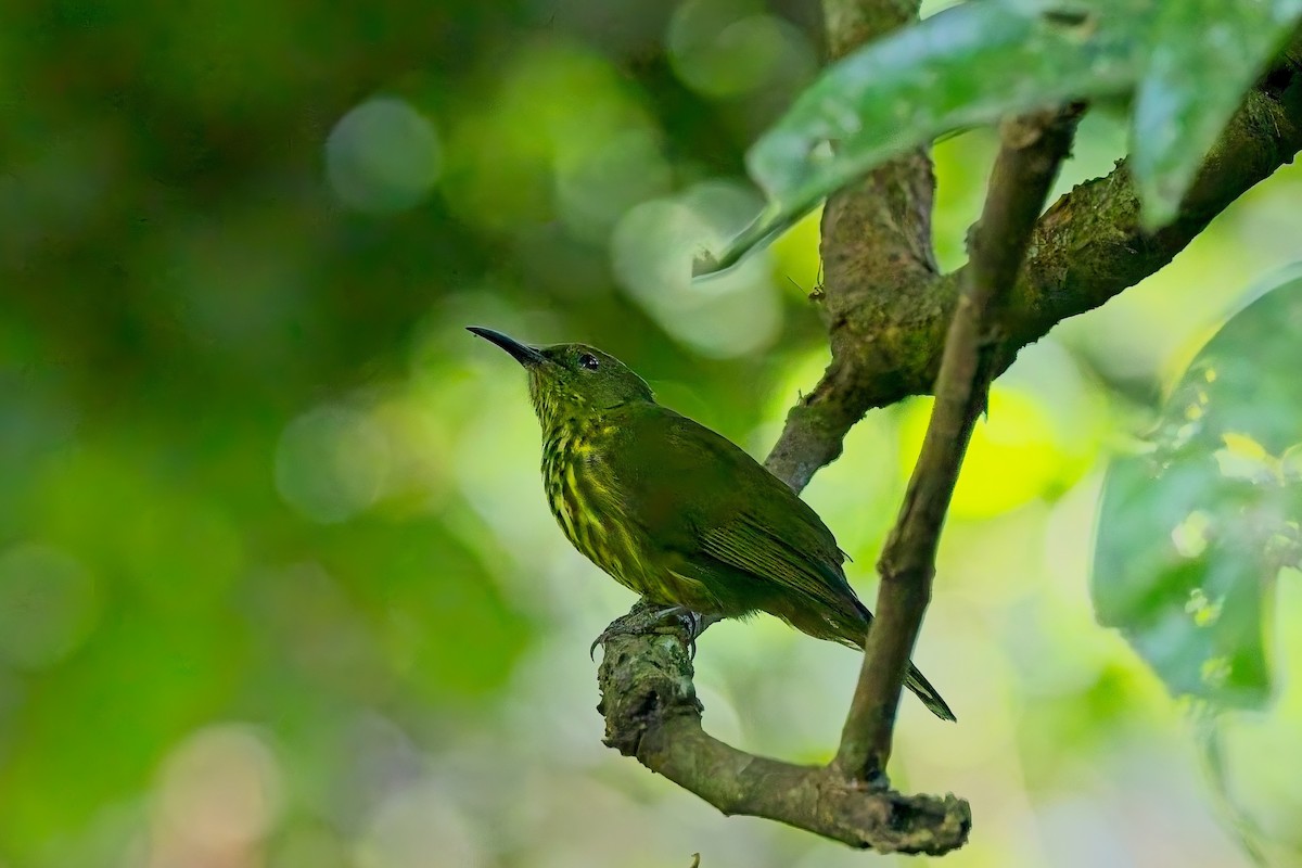 Purple-naped Spiderhunter - ML642945053
