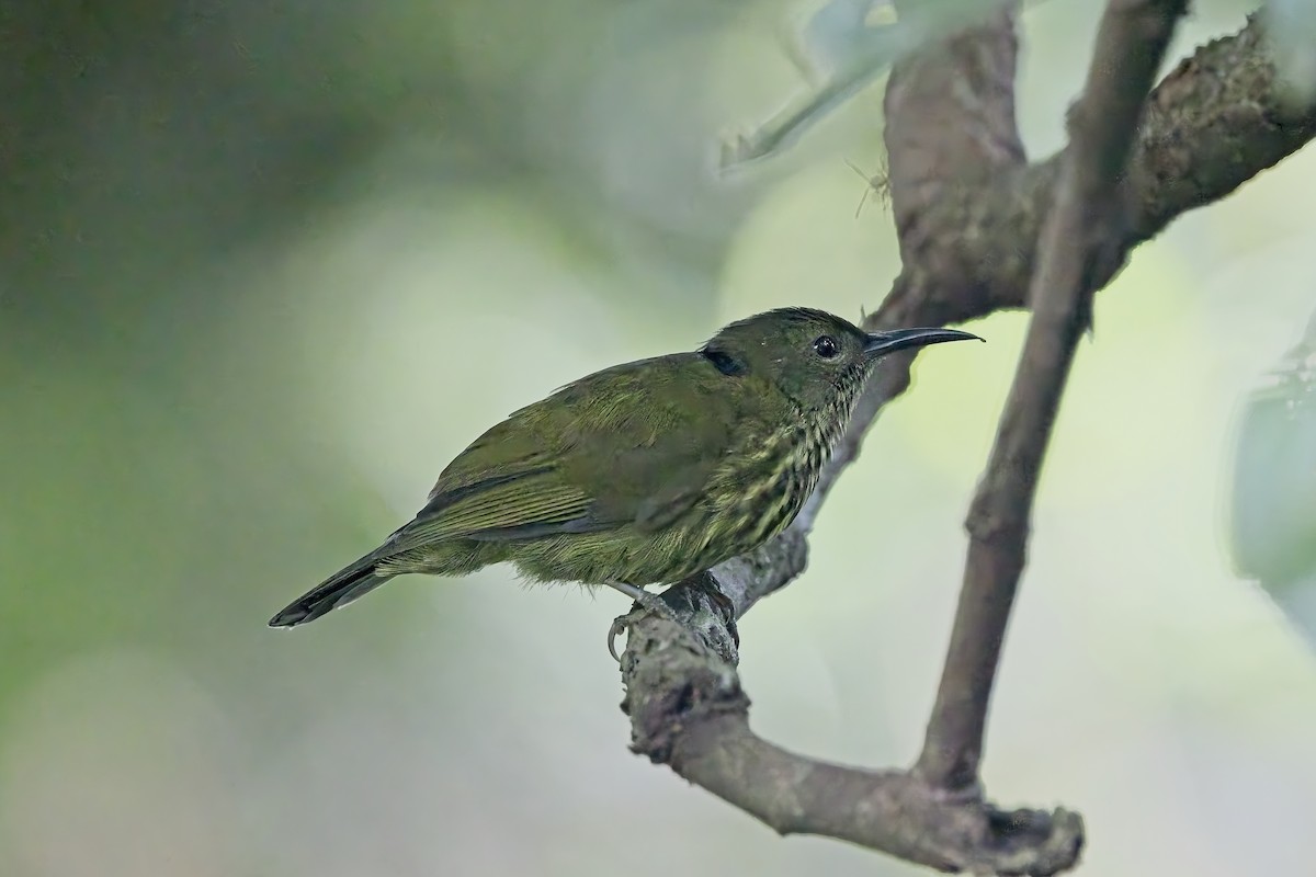 Purple-naped Spiderhunter - ML642945054