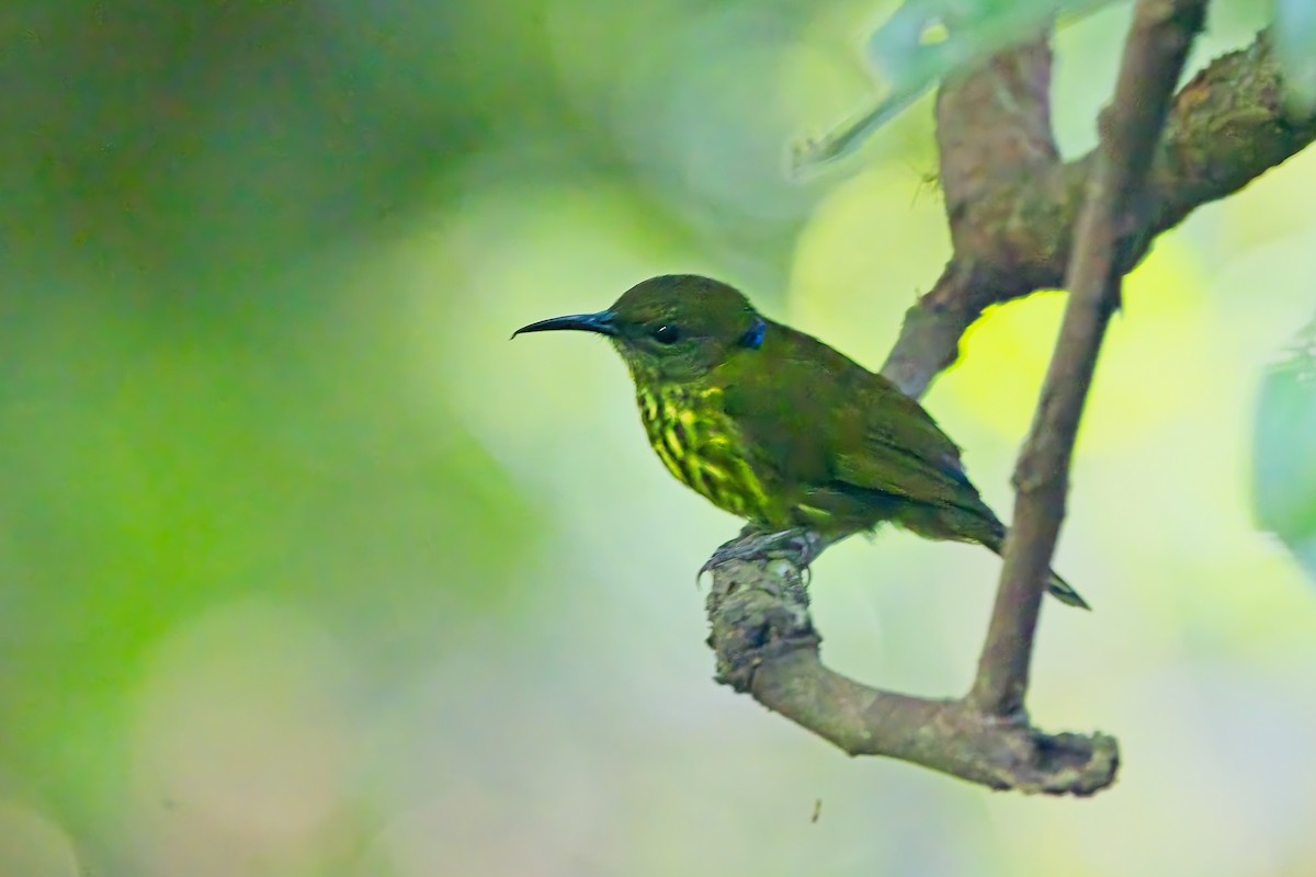Purple-naped Spiderhunter - ML642945055