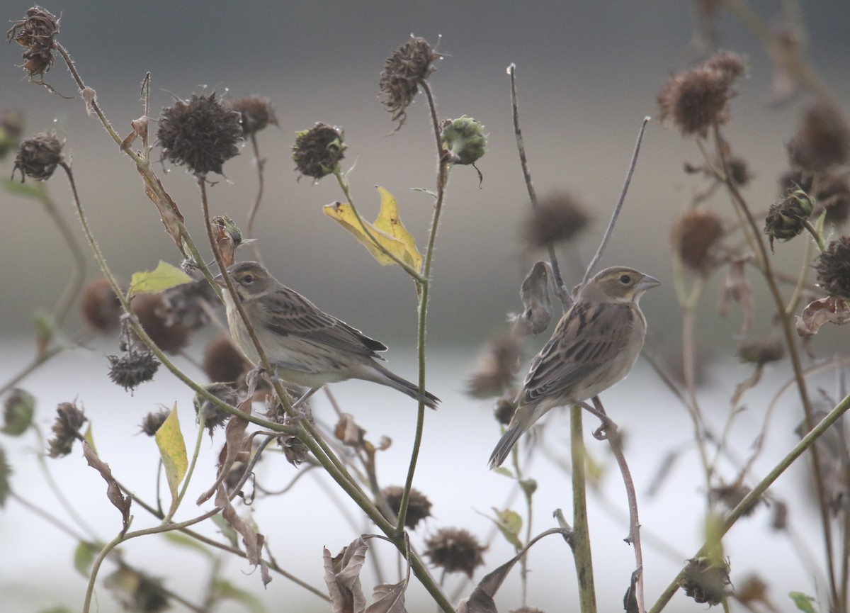 Dickcissel - ML642945062