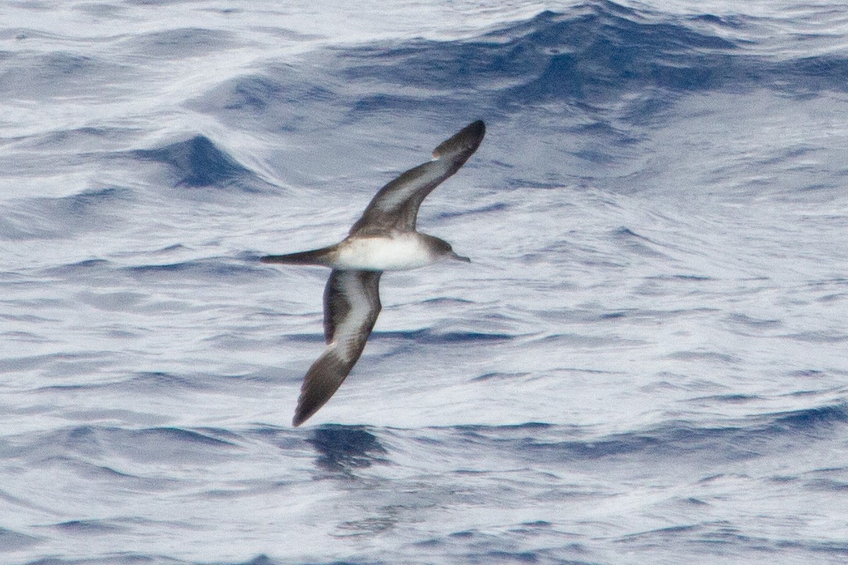 長尾水薙鳥 - ML642945064