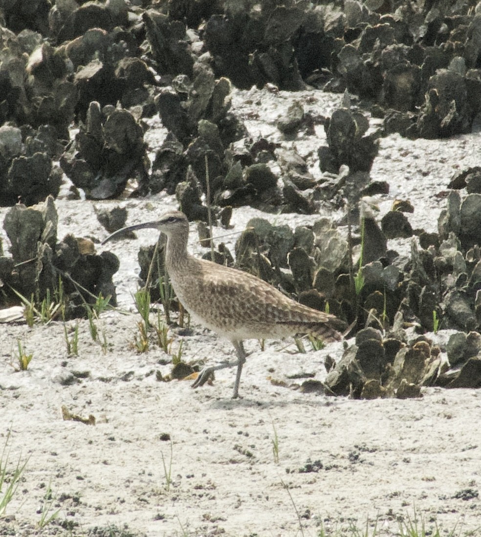 Hudsonian Whimbrel - ML642945075
