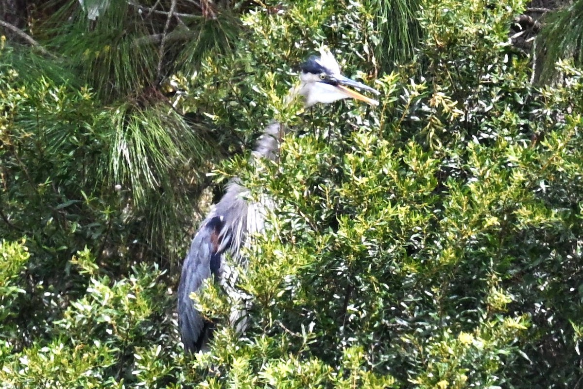 Great Blue Heron - ML642945095