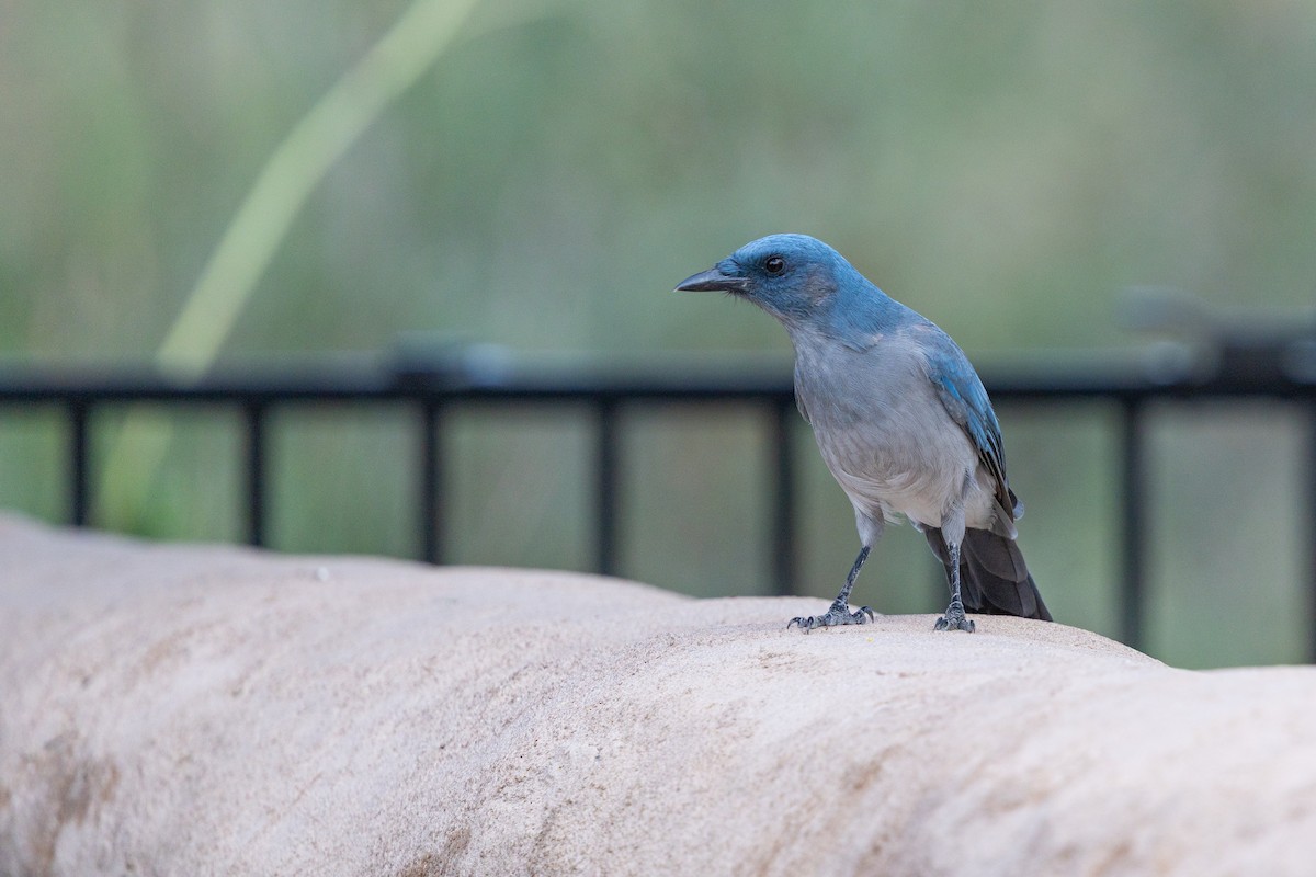Mexican Jay (Arizona) - ML642945097