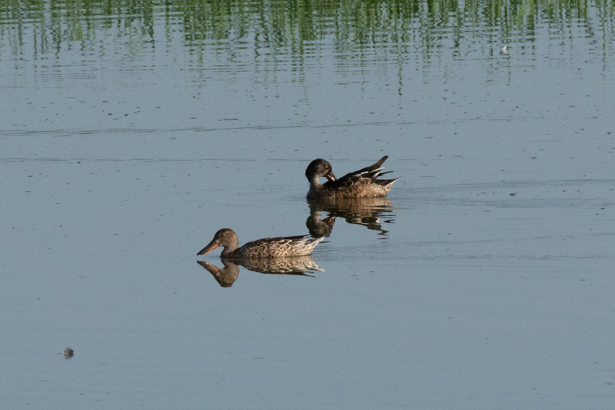 Northern Shoveler - ML642945114