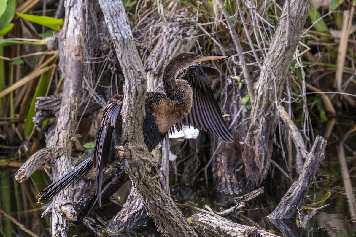 Anhinga d'Amérique - ML642945115