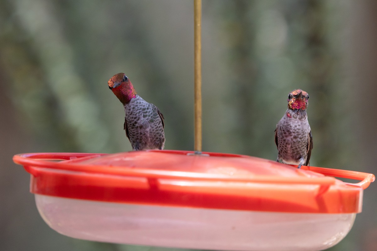 Anna's Hummingbird - ML642945119