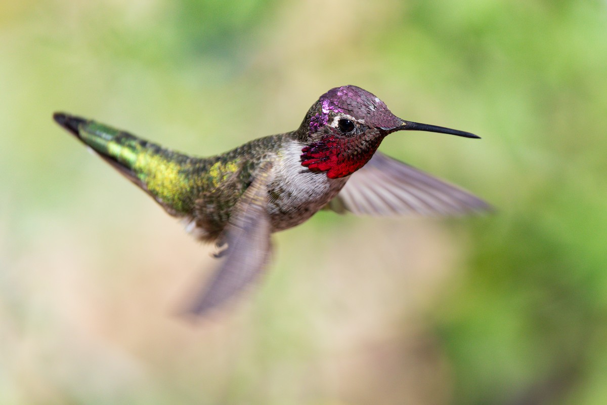 Anna's Hummingbird - ML642945123