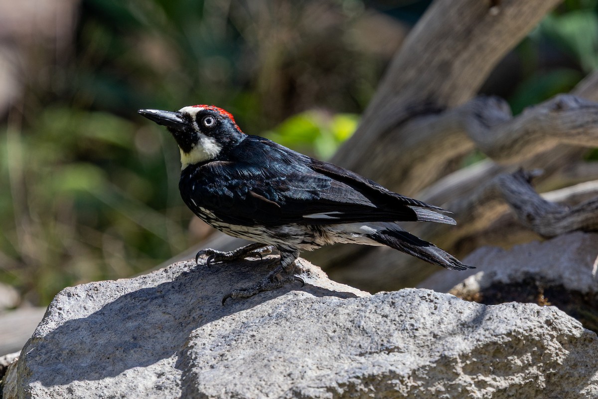 Acorn Woodpecker (Acorn) - ML642945131