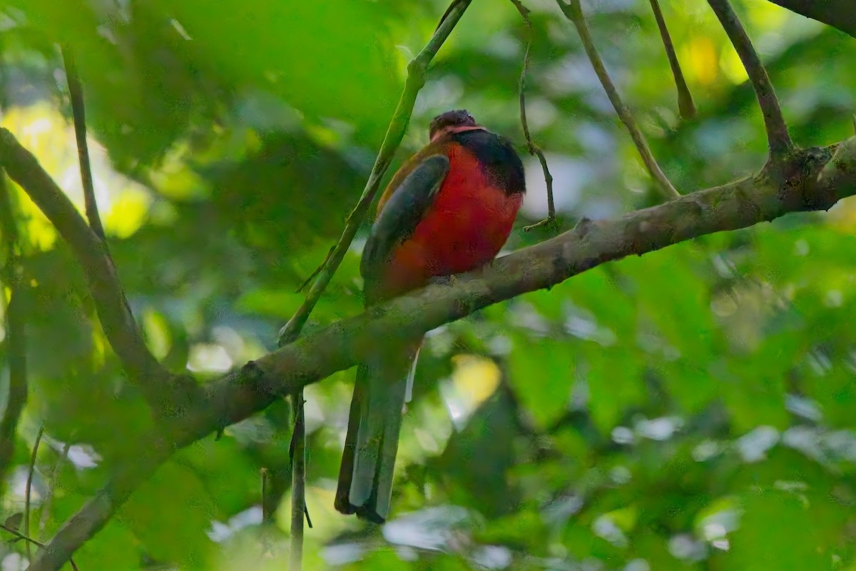 Diard's Trogon - ML642945146
