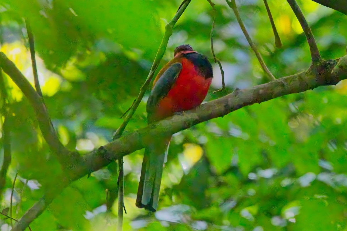 Diard's Trogon - ML642945147
