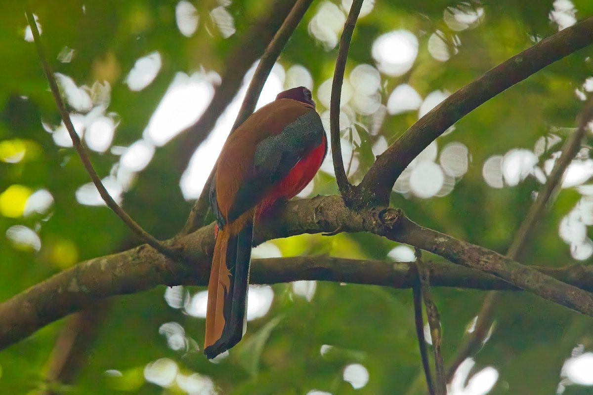 Diard's Trogon - ML642945148