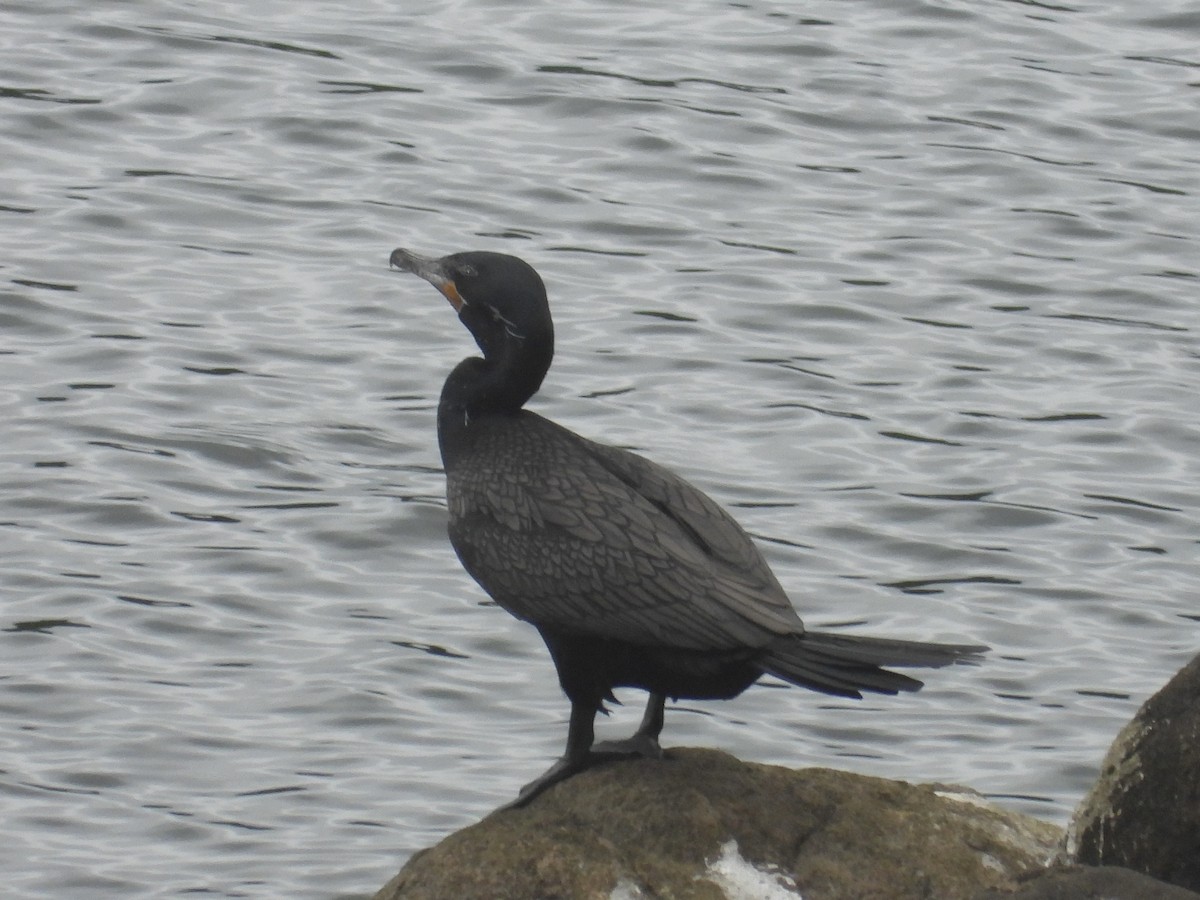 Cormoran vigua - ML642945156