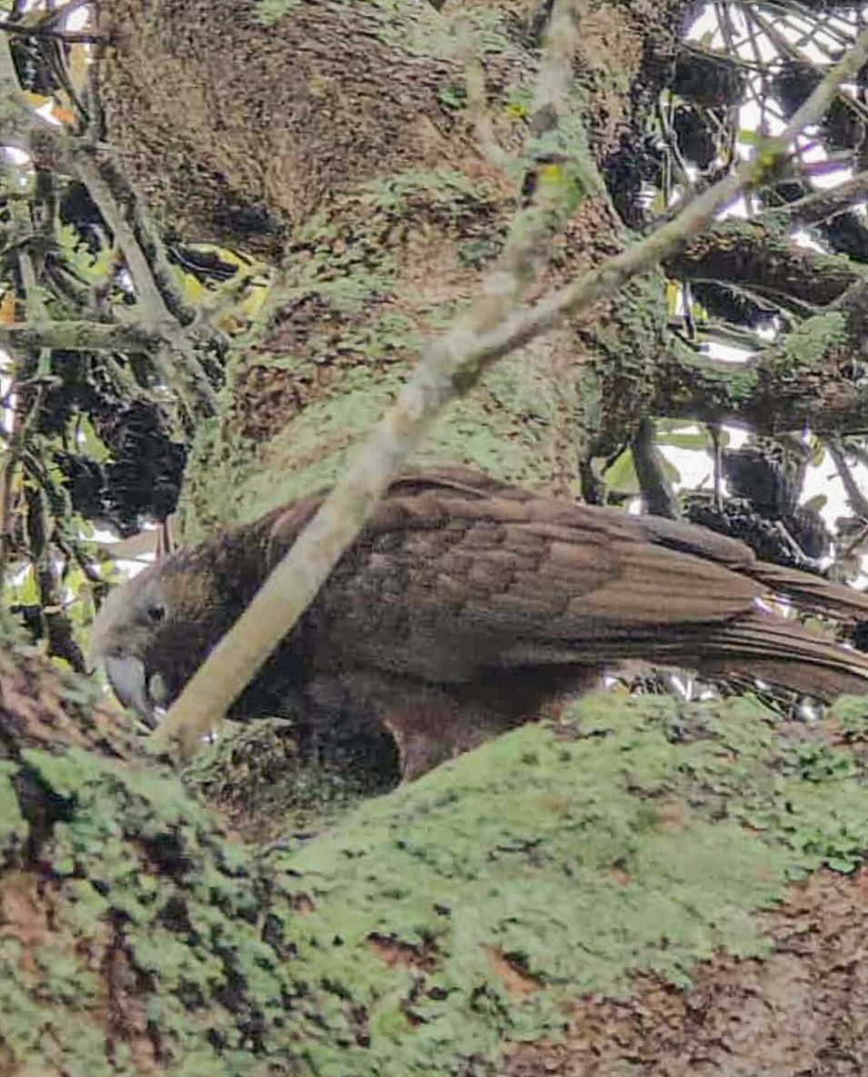 New Zealand Kaka - ML642945173