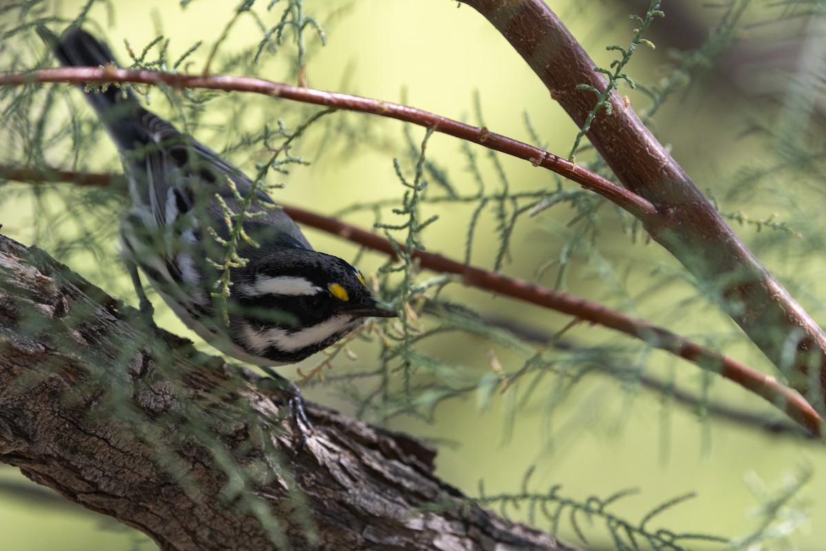 Black-throated Gray Warbler - ML642945176