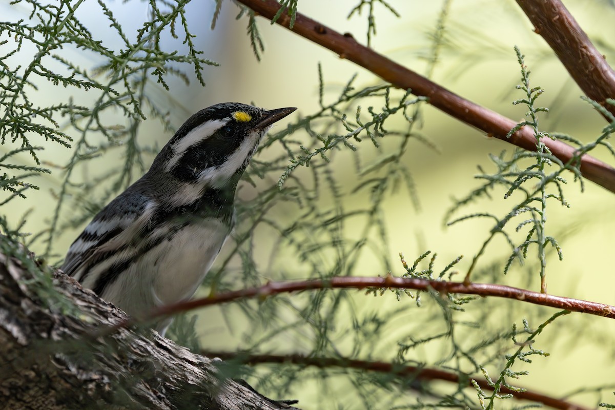 Black-throated Gray Warbler - ML642945178