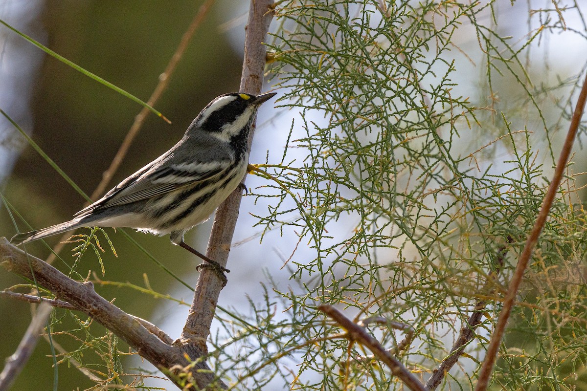 Black-throated Gray Warbler - ML642945179