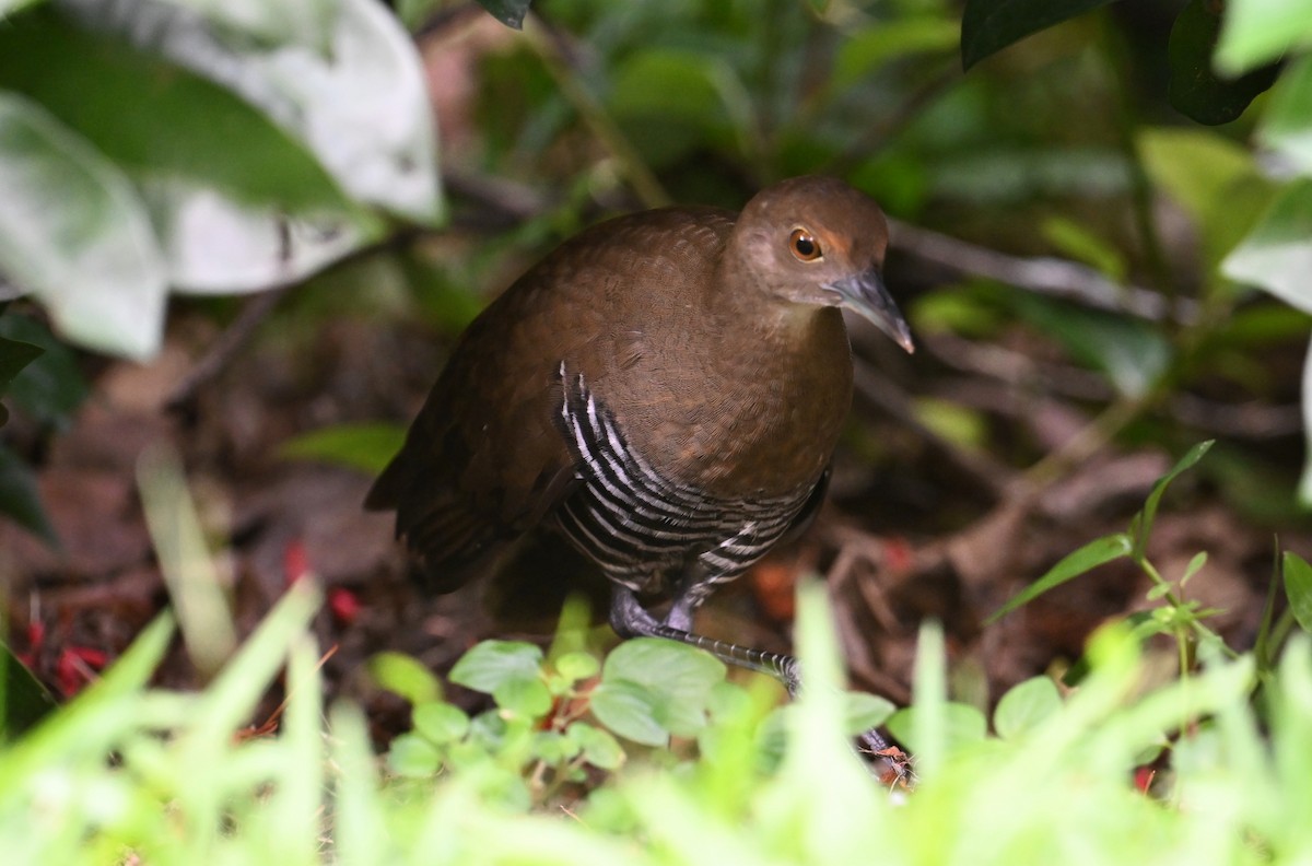 Slaty-legged Crake - ML642945189
