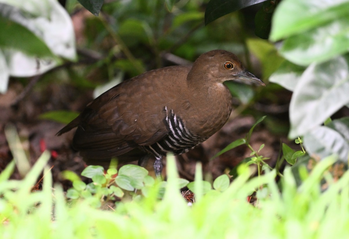 Slaty-legged Crake - ML642945198