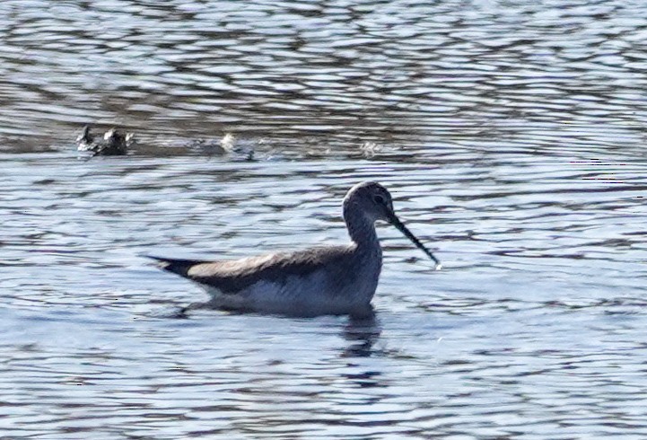 Greater Yellowlegs - ML642945221