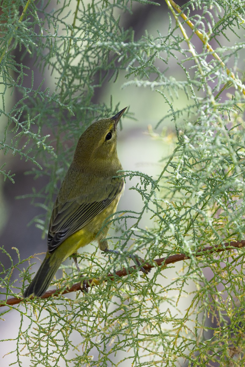 Orange-crowned Warbler - ML642945224