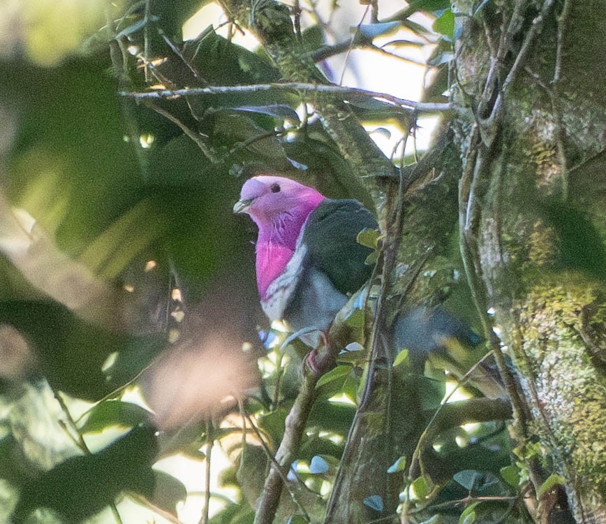 Pink-headed Fruit-Dove - ML642945229