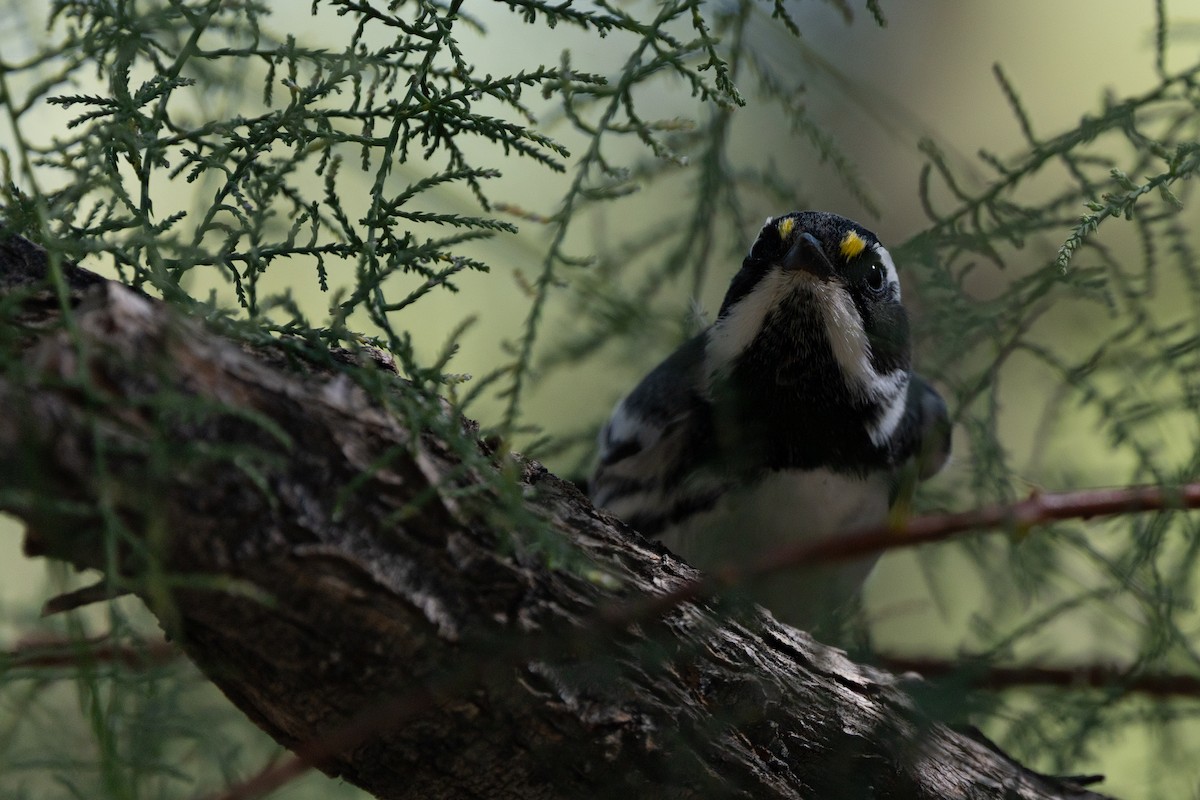 Black-throated Gray Warbler - ML642945230