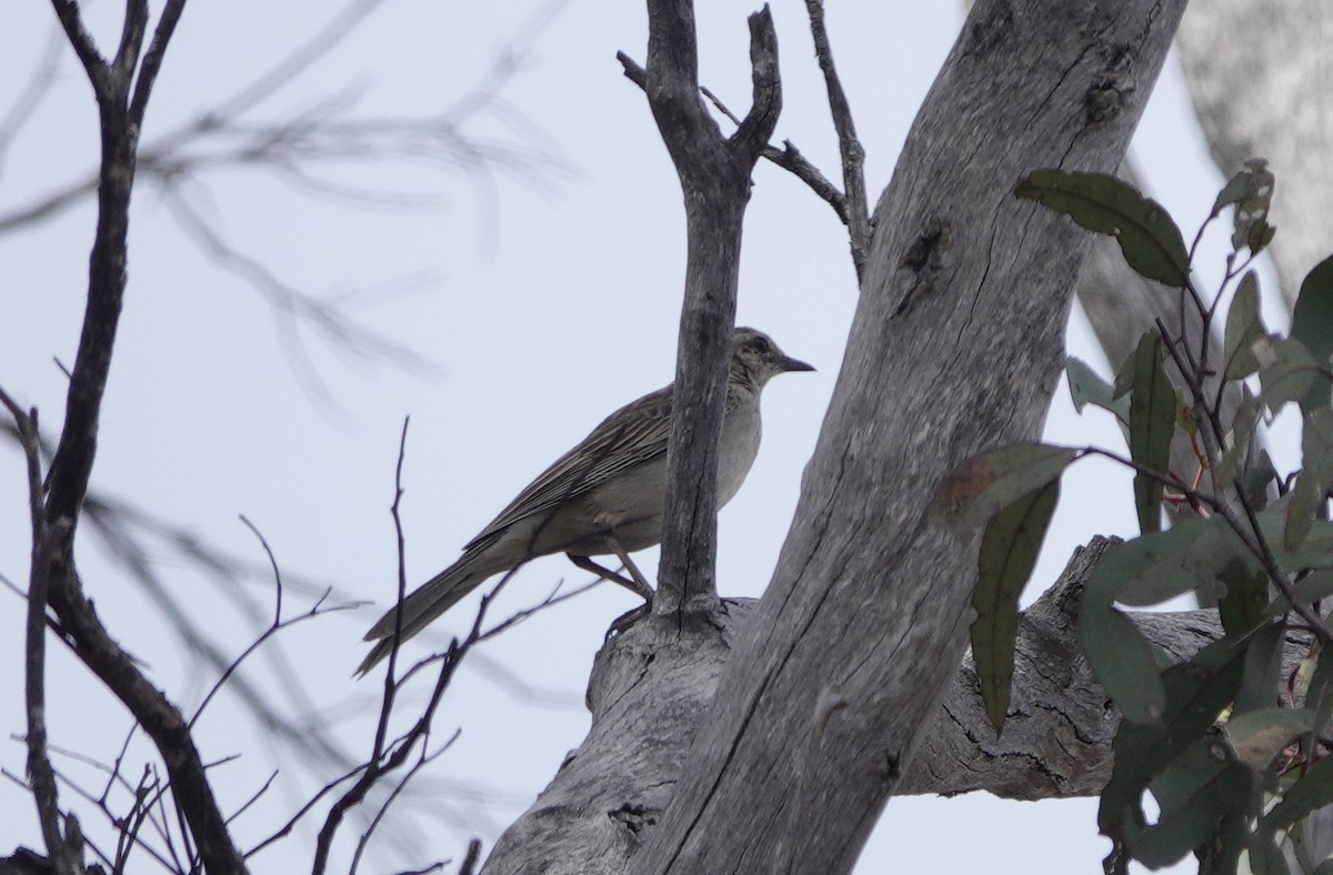 Rufous Songlark - ML642945239