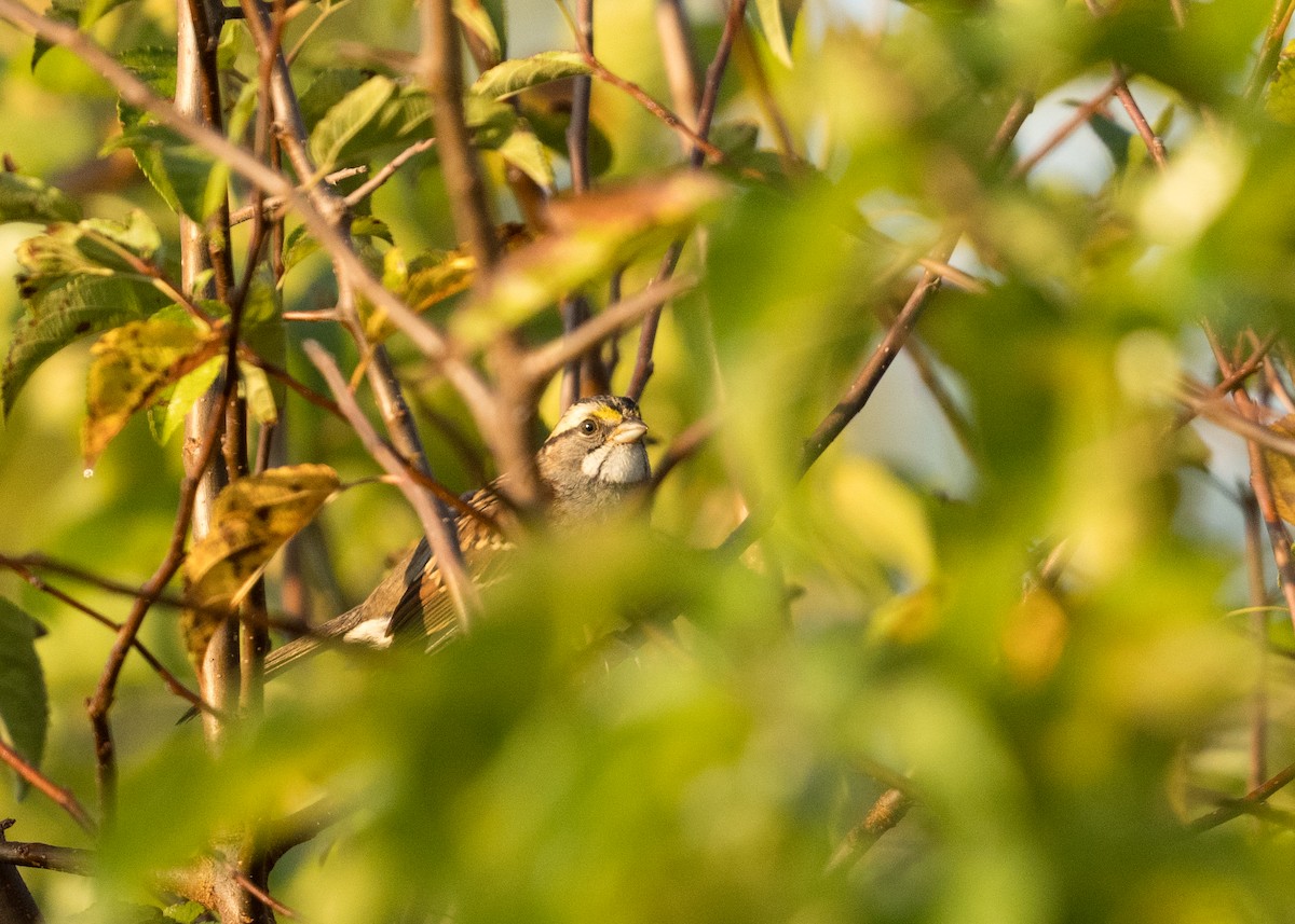 White-throated Sparrow - ML642945260