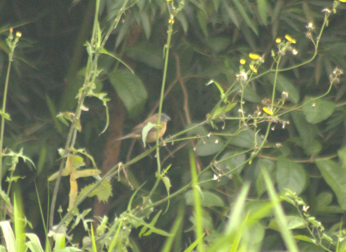 Glaucous-blue Grosbeak - ML642945261