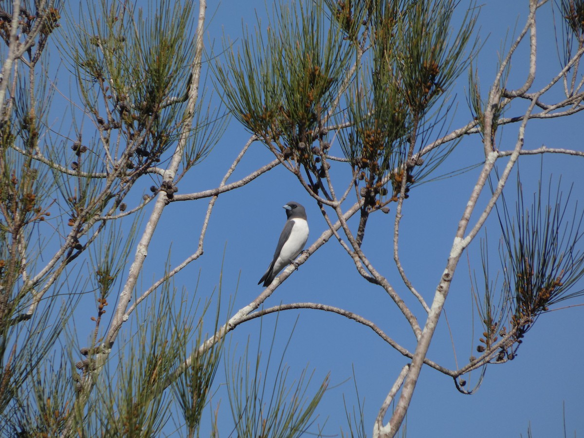 White-breasted Woodswallow - ML642945264