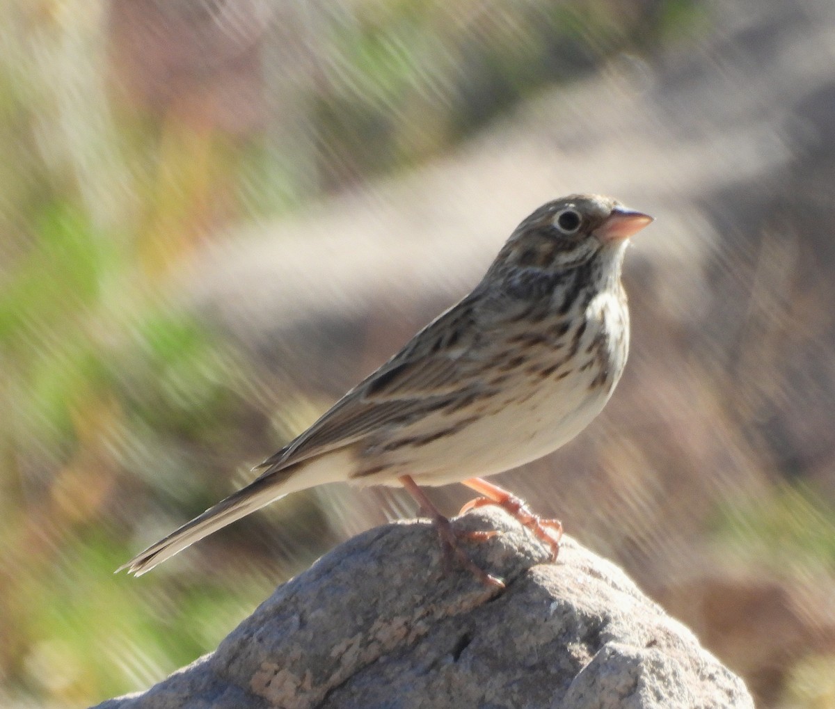 Vesper Sparrow - ML642945266