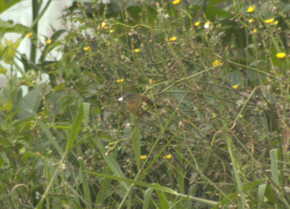 Glaucous-blue Grosbeak - ML642945271