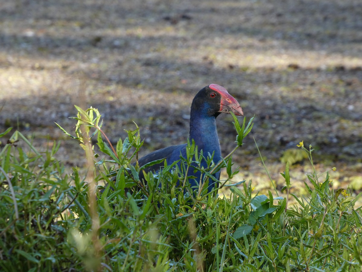Australasian Swamphen - ML642945272