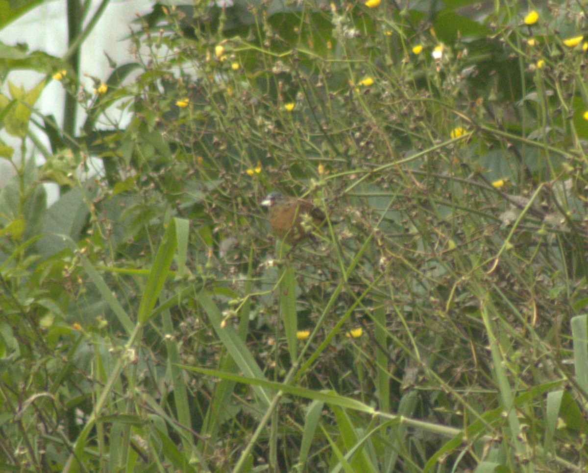 Glaucous-blue Grosbeak - ML642945277