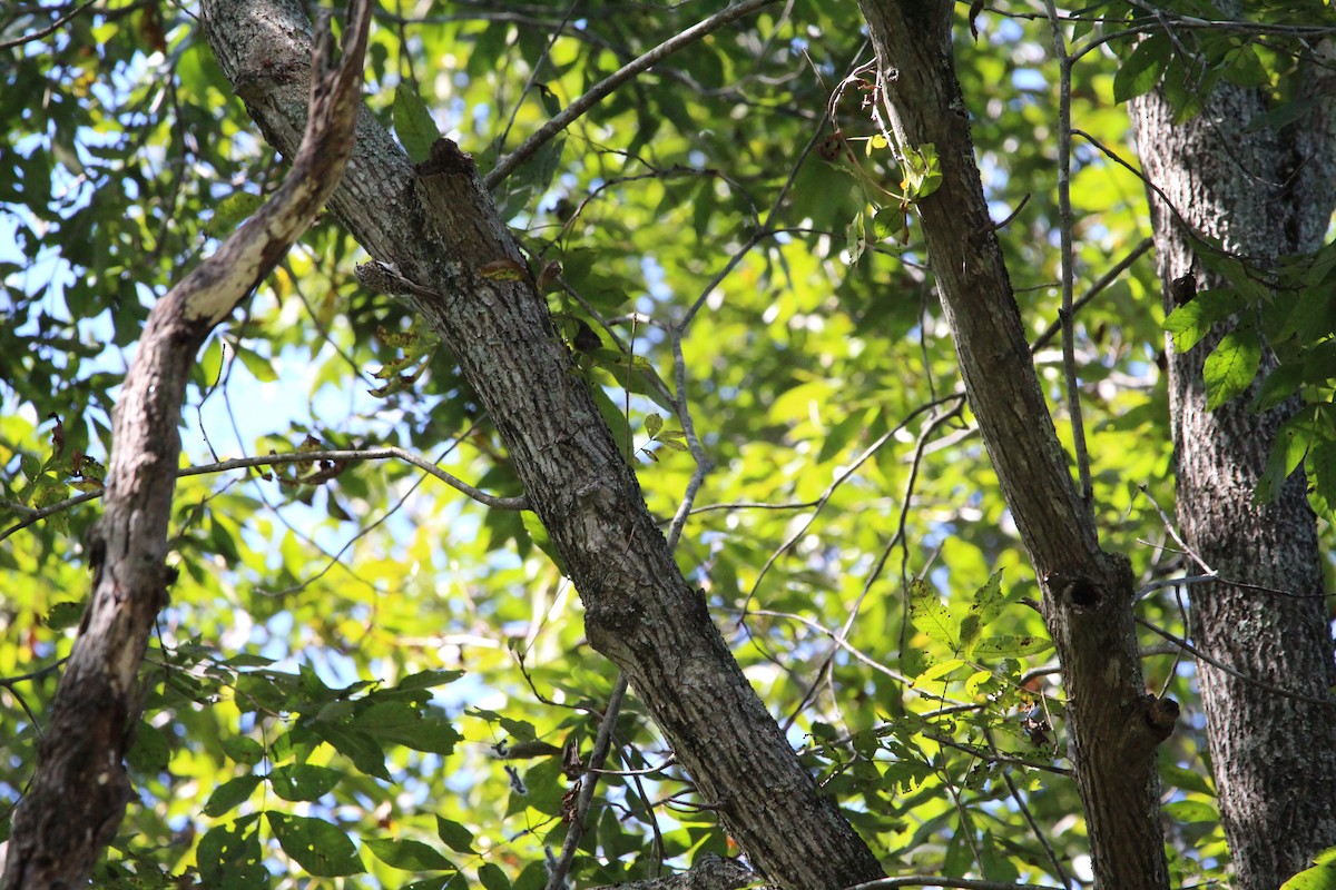 Brown Creeper - ML642945278