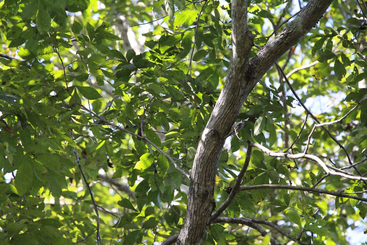 Brown Creeper - ML642945279