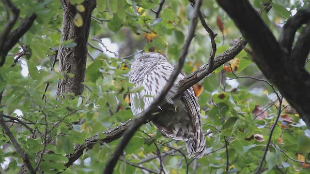 アメリカフクロウ - ML642945282