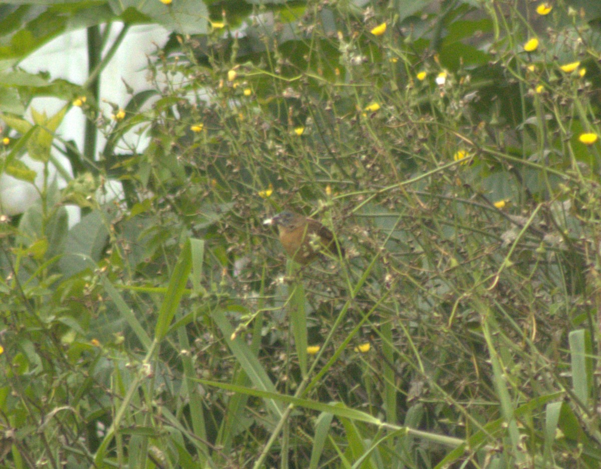 Glaucous-blue Grosbeak - ML642945286