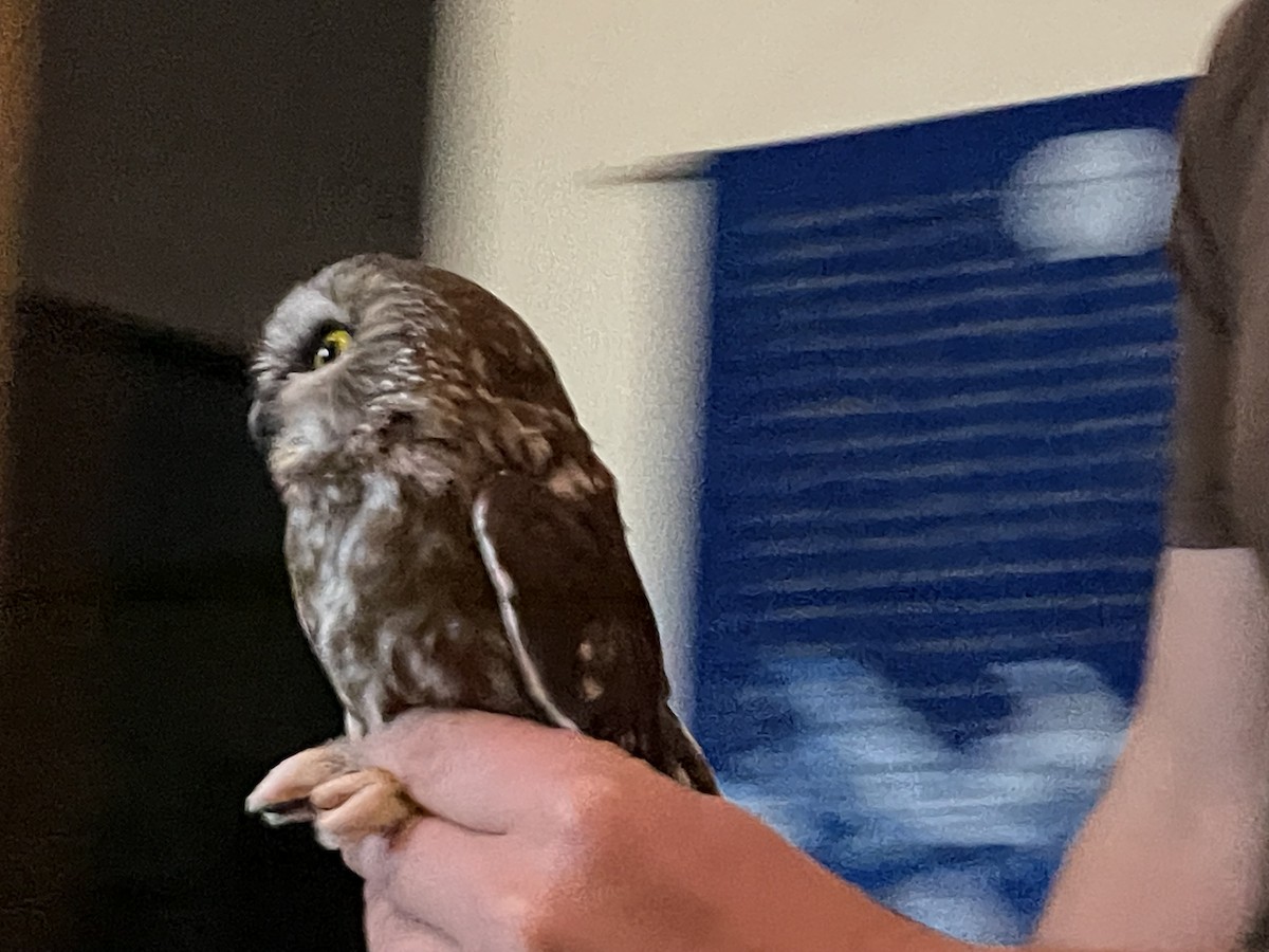 Northern Saw-whet Owl - ML642945291