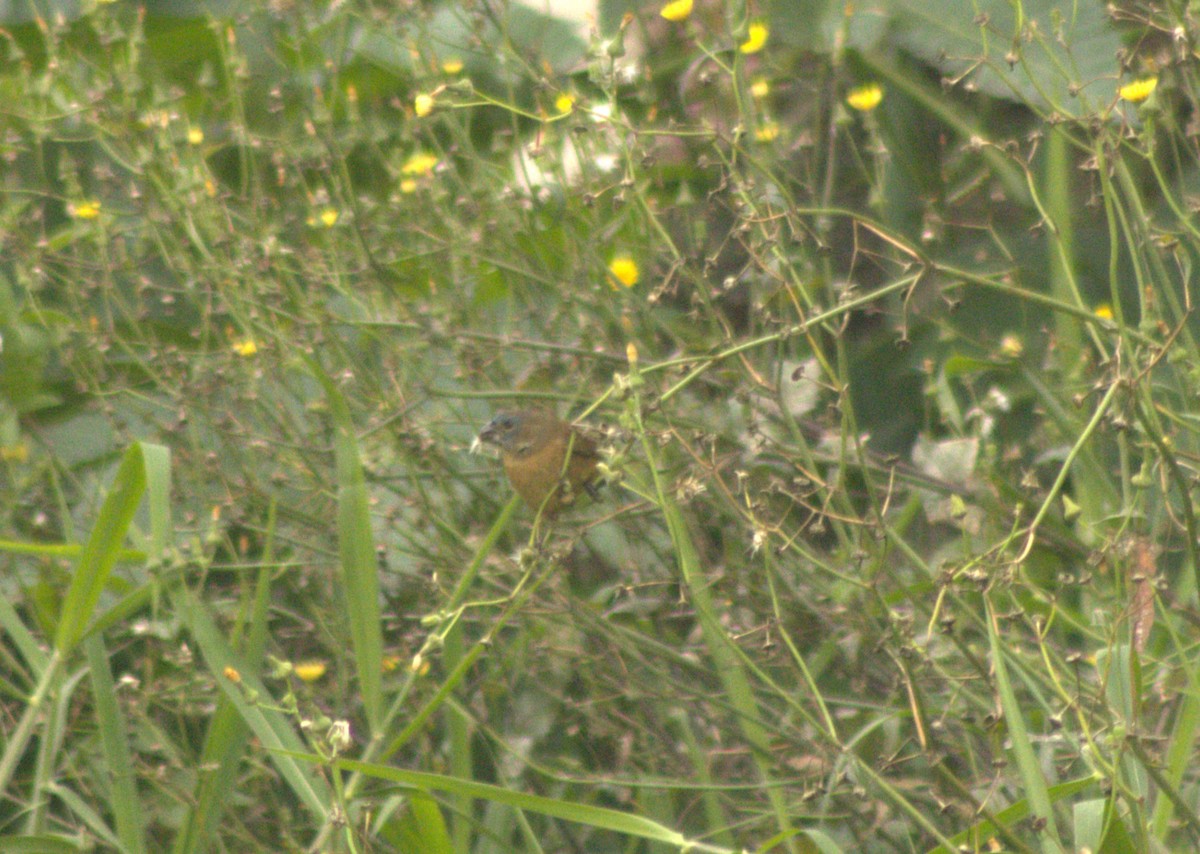 Glaucous-blue Grosbeak - ML642945293