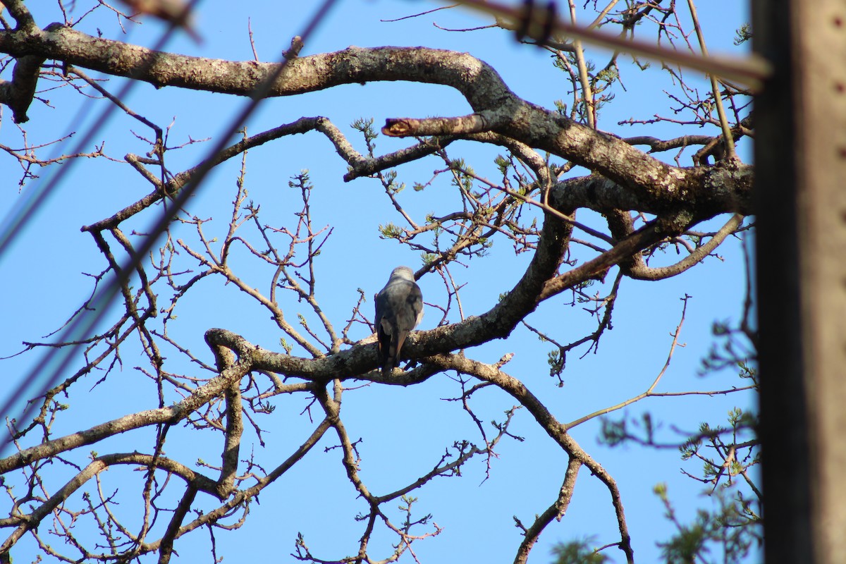 Plumbeous Kite - ML642945295