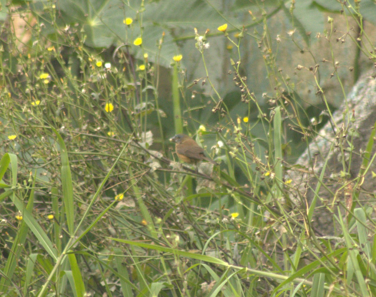 Glaucous-blue Grosbeak - ML642945298